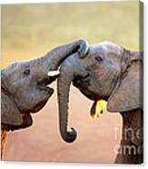 Elephants Touching Each Other Canvas Print