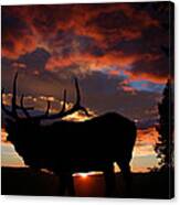 Elk At Sunset Canvas Print