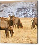 Elk Herd Colorado Foothills Plains Panorama Canvas Print