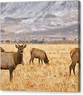 Elk Herd Grazing Rocky Mountain Foothills Panorama Canvas Print