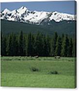 Elk Herd Grazing In Alpine Wilderness Canvas Print