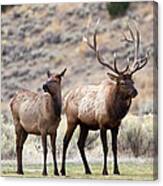 Elk In Yellowstone National Park Canvas Print