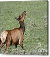 Elk Playing In Meadow Canvas Print