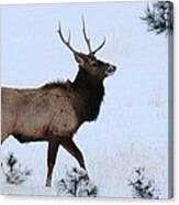 Elk Walking In The Snow Canvas Print