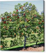 Ellison's Orange Apple Tree Canvas Print