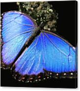 Elusive Blue Canvas Print