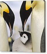 Emperor Penguin Parents With Chick Canvas Print
