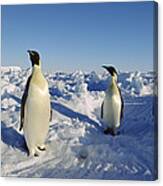 Emperor Penguin Trio On Ice Field Canvas Print