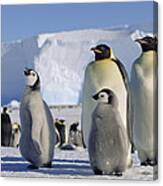 Emperor Penguins And Chick Antarctica Canvas Print