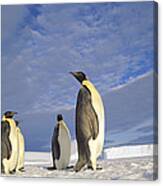 Emperor Penguins Kloa Point Antarctica Canvas Print