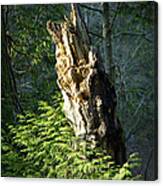 Enchanted Woods Canvas Print