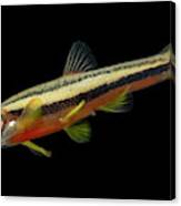 Endangered Laurel Dace Canvas Print