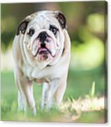 English Bulldog Puppy Walking Outdoors Canvas Print