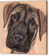 English Mastiff Puppy Canvas Print