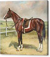 English Stallion Dark Bay Canvas Print