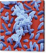 Enterobacter Cloacae Bacteria Canvas Print