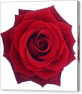 Entire Deep Red Rose In Close-up. Canvas Print