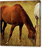 Equine Friends Canvas Print