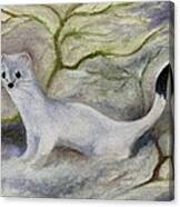 Ermine Canvas Print