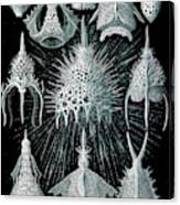 Ernst Haeckel, Radiolaria Canvas Print