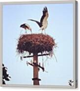 #estonia #stork #wildlife #beautiful Canvas Print