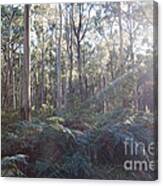 Eucalyptus Forest In Victoria Australia Canvas Print