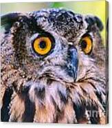 Eurasian Eagle Owl Canvas Print