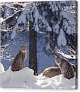 Eurasian Lynx Trio Resting Canvas Print