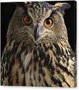 European Eagle Owl Canvas Print