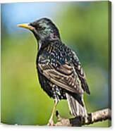 European Starling In A Tree Canvas Print