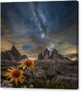 Even The Flowers Seem To Be Fascinated By The Stars Canvas Print