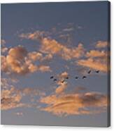 Evening Flight Canvas Print