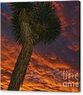 Evening Red Event Canvas Print