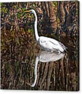Everglades Canvas Print