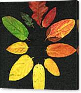 Evolution Of Autumn Bk Canvas Print