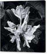 Exbury Azalea In Black And White Canvas Print