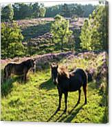 Exmoor Ponies In Heathland At Dawn Canvas Print