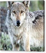 Eye Contact With A Gray Wolf Canvas Print