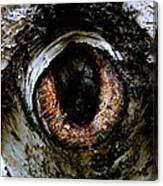 Eye In The Tree 1 Canvas Print