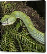 Eyelash Viper Smile Canvas Print