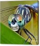 Face Of The Dragonfly Canvas Print