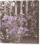 Faded Petunias On The Porch Canvas Print