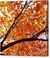 Autumn Brilliance Looking Skyward Canvas Print
