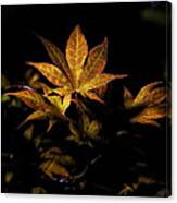 Fall Color In Woodland Light Canvas Print