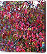Fall Foliage Colors 05 Canvas Print