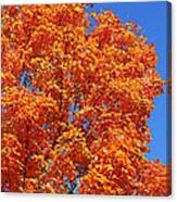 Fall Foliage Colors 18 Canvas Print