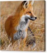 Fall Fox Canvas Print