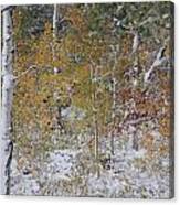 Fall In To Winter Xi Canvas Print