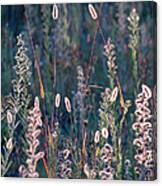 Fall Meadow Backlit Canvas Print