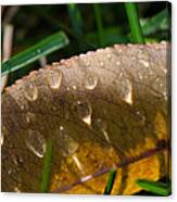 Fall Morning Leaf And Dew Canvas Print